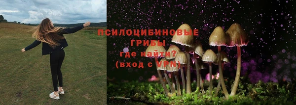 прущие грибы Ладушкин